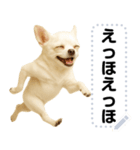 エッホエッホ 伝えなきゃ チワワだよ！（個別スタンプ：4）