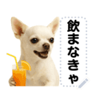 エッホエッホ 伝えなきゃ チワワだよ！（個別スタンプ：6）