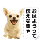 エッホエッホ 伝えなきゃ チワワだよ！（個別スタンプ：7）
