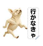 エッホエッホ 伝えなきゃ チワワだよ！（個別スタンプ：8）