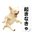 エッホエッホ 伝えなきゃ チワワだよ！（個別スタンプ：9）