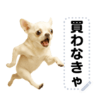 エッホエッホ 伝えなきゃ チワワだよ！（個別スタンプ：10）