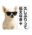 エッホエッホ 伝えなきゃ チワワだよ！（個別スタンプ：11）