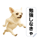 エッホエッホ 伝えなきゃ チワワだよ！（個別スタンプ：12）