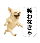 エッホエッホ 伝えなきゃ チワワだよ！（個別スタンプ：14）