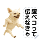 エッホエッホ 伝えなきゃ チワワだよ！（個別スタンプ：15）