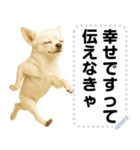 エッホエッホ 伝えなきゃ チワワだよ！（個別スタンプ：17）