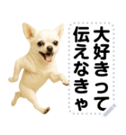 エッホエッホ 伝えなきゃ チワワだよ！（個別スタンプ：18）