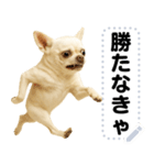 エッホエッホ 伝えなきゃ チワワだよ！（個別スタンプ：19）