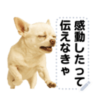 エッホエッホ 伝えなきゃ チワワだよ！（個別スタンプ：20）