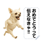 エッホエッホ 伝えなきゃ チワワだよ！（個別スタンプ：21）