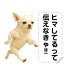 エッホエッホ 伝えなきゃ チワワだよ！（個別スタンプ：22）