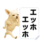 エッホエッホ 伝えなきゃ チワワだよ！（個別スタンプ：23）