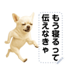 エッホエッホ 伝えなきゃ チワワだよ！（個別スタンプ：24）