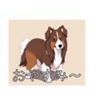 コリーがいっぱい（個別スタンプ：4）