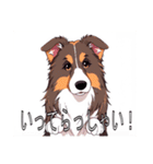 コリーがいっぱい（個別スタンプ：15）