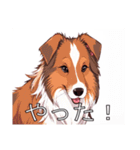 コリーがいっぱい（個別スタンプ：17）