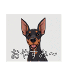 ドーベルマンがたくさん（個別スタンプ：5）