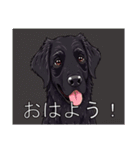 フラットコーデットレトリバーがいっぱい（個別スタンプ：1）