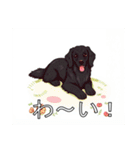 フラットコーデットレトリバーがいっぱい（個別スタンプ：19）