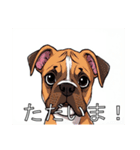 ボクサーがいっぱい（個別スタンプ：13）