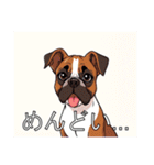 ボクサーがいっぱい（個別スタンプ：31）
