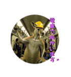 ムキムキマッチョカンガルー(日常編)（個別スタンプ：8）