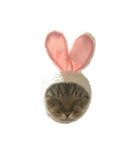 はらっぺらしうさちゃん！（個別スタンプ：3）