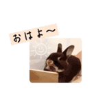 ゆる〜Labbitーfriend（個別スタンプ：5）