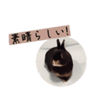 ゆる〜Labbitーfriend（個別スタンプ：9）