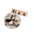 ゆる〜Labbitーfriend（個別スタンプ：11）