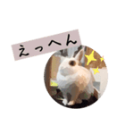 ゆる〜Labbitーfriend（個別スタンプ：12）