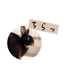 ゆる〜Labbitーfriend（個別スタンプ：14）