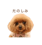 モコモコ モコちゃん♪（個別スタンプ：2）