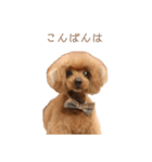 モコモコ モコちゃん♪（個別スタンプ：19）
