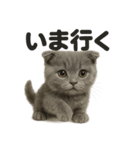 優しいマンチカン猫の日常会話LINEスタンプ（個別スタンプ：1）