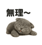 優しいマンチカン猫の日常会話LINEスタンプ（個別スタンプ：2）