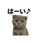 優しいマンチカン猫の日常会話LINEスタンプ（個別スタンプ：3）