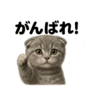 優しいマンチカン猫の日常会話LINEスタンプ（個別スタンプ：5）