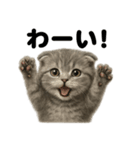 優しいマンチカン猫の日常会話LINEスタンプ（個別スタンプ：6）