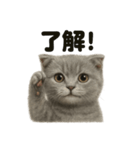 優しいマンチカン猫の日常会話LINEスタンプ（個別スタンプ：9）