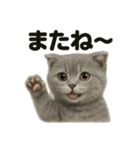 優しいマンチカン猫の日常会話LINEスタンプ（個別スタンプ：10）