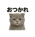 優しいマンチカン猫の日常会話LINEスタンプ（個別スタンプ：11）