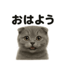 優しいマンチカン猫の日常会話LINEスタンプ（個別スタンプ：13）