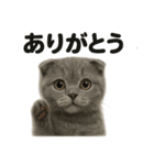 優しいマンチカン猫の日常会話LINEスタンプ（個別スタンプ：15）