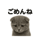 優しいマンチカン猫の日常会話LINEスタンプ（個別スタンプ：16）