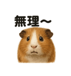 優しいモルモットの日常で使えるLINE（個別スタンプ：2）