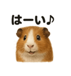 優しいモルモットの日常で使えるLINE（個別スタンプ：3）