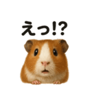 優しいモルモットの日常で使えるLINE（個別スタンプ：7）