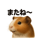 優しいモルモットの日常で使えるLINE（個別スタンプ：10）